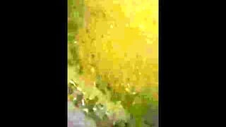 Kansas City Tranny Tscoco2016 Public Play
