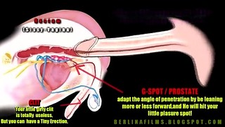 Shemale Anatomy