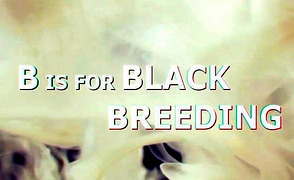 B is for Black Breeding – Poppers Censored Preg